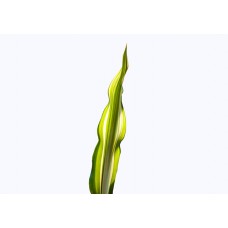 Furcraea Variegated
